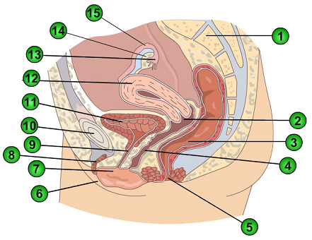 2296_Female Reproductive System.png